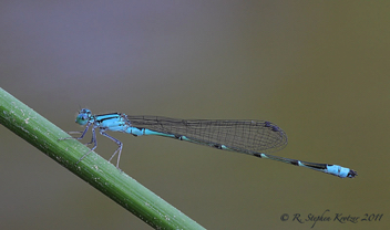 Enallagma traviatum, male